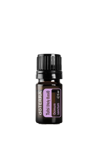 Tulsi (Heiliges Basilikum) Ocimum sanctum 5 ml. Flasche